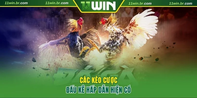 đá gà 11Win 4 Điểm qua 3 loại hình cược nổi bật tại sảnh không thể bỏ lỡ